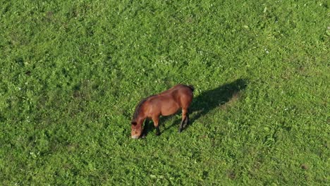 brown horse on green pasture, aerial view, ranch and farmland animal