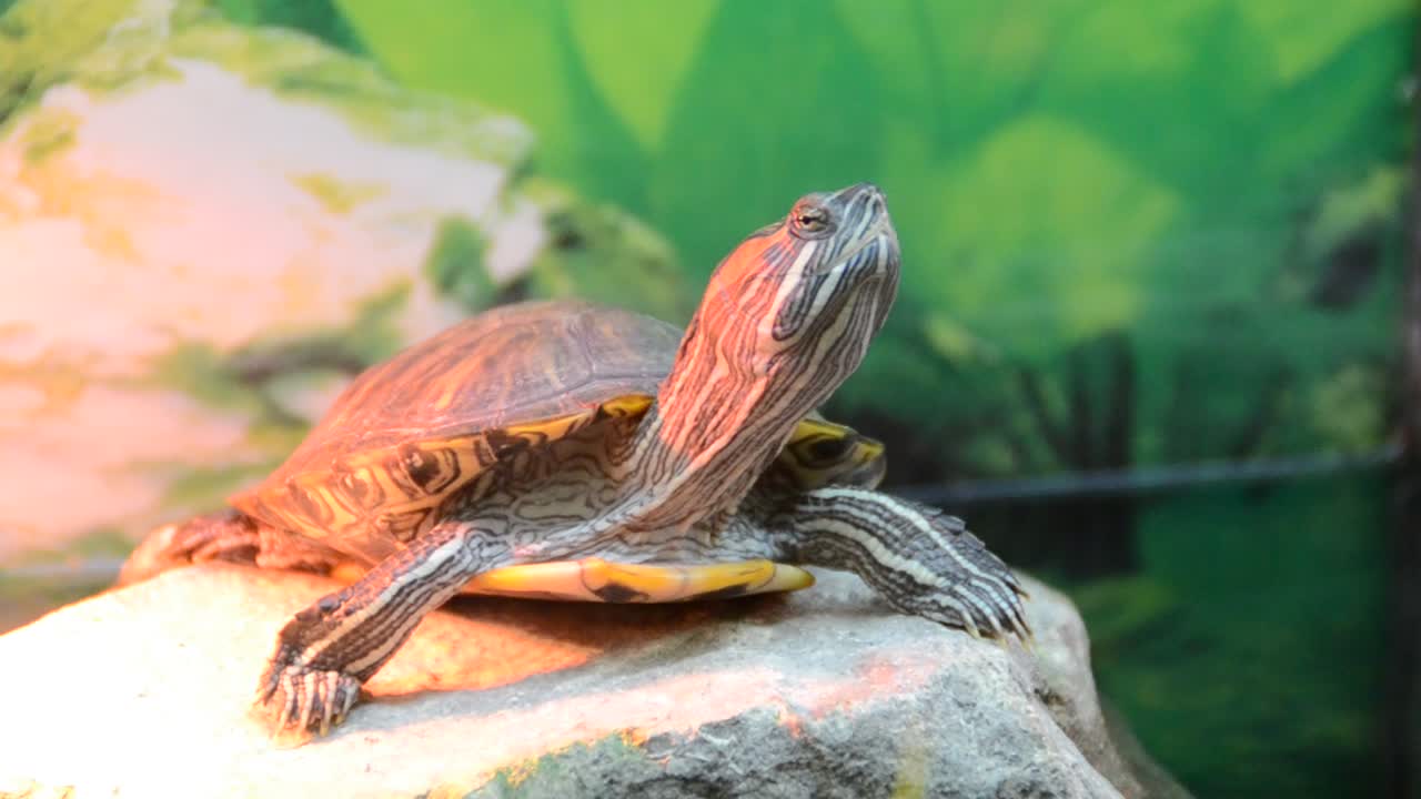 Turtle
