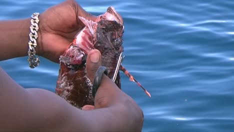 Preparing-Lionfish-for-dinner