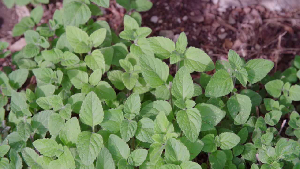 Pan over peppermints in garden
