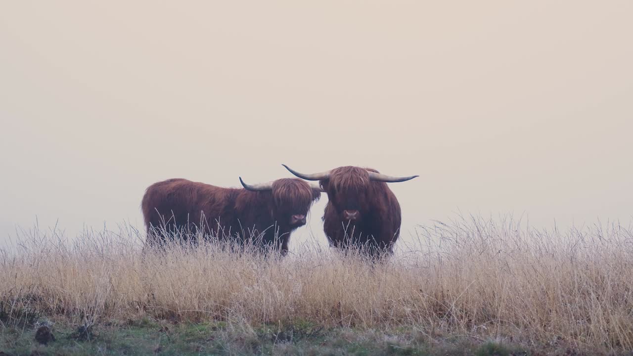 안개 가 가득 한  에서 산지 가축 들