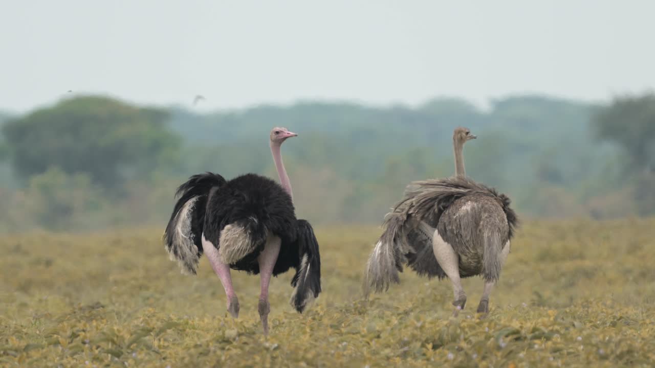 Pair of Ostrich in Africa in Serengeti National Park in Tanzania, Male and Female Ostriches on African Wildlife Safari Animals Game Drive, Mating Pair of Two Ostrich Pruning Feathers and Cleaning
