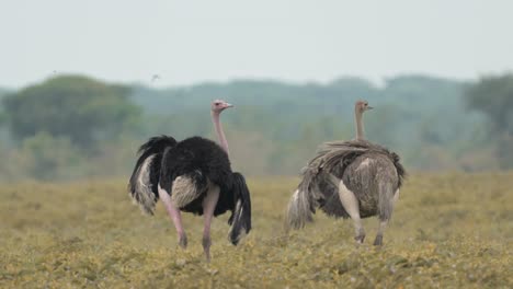 pair of ostrich in africa in serengeti national park in tanzania, male and female ostriches on african wildlife safari animals game drive, mating pair of two ostrich pruning feathers and cleaning