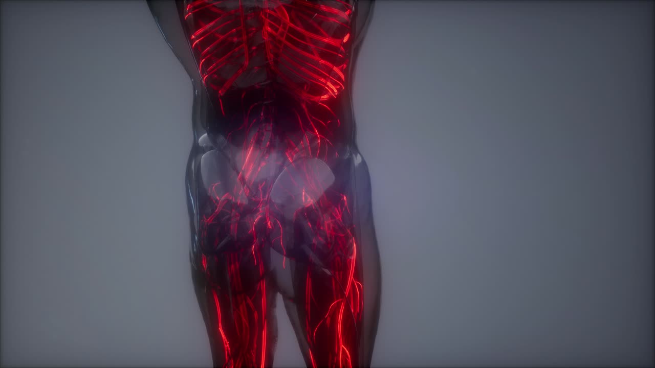 Vasi sanguigni del corpo umano