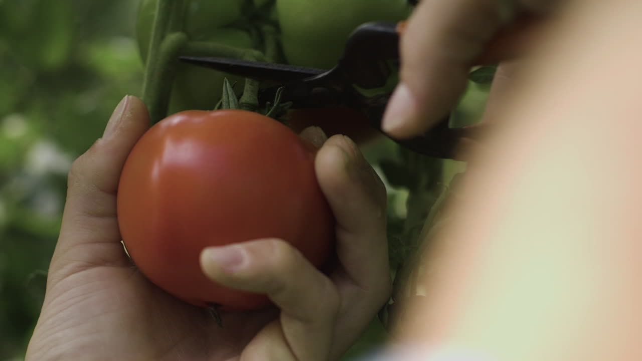 Picking Tomatoes from the Vine