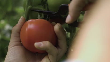 picking tomatoes from the vine