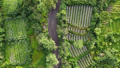aerial top down view of dump truck transports gravel grains is driving in the middle of green vegetation of forest.