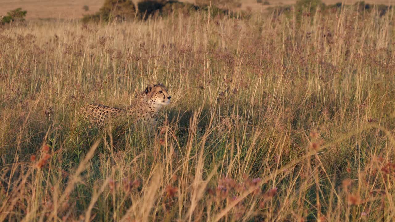 el atento guepardo de la hora dorada camina en la hierba alta, seguido por otros