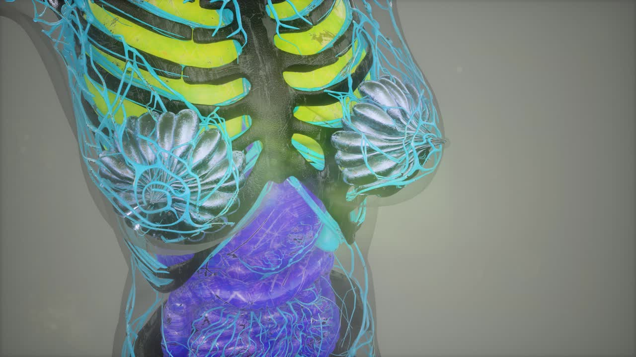 인간 신체 모델 일러스트