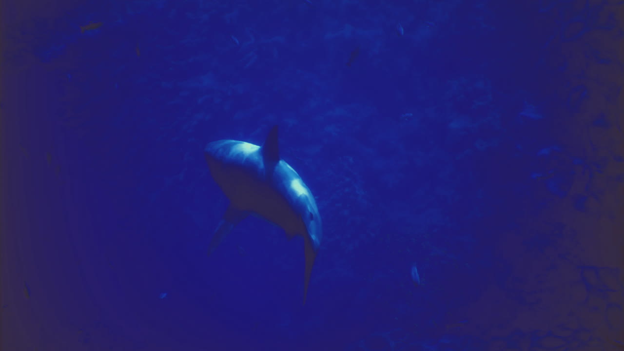 Shark swims gracefully through clear blue ocean waters during daylight