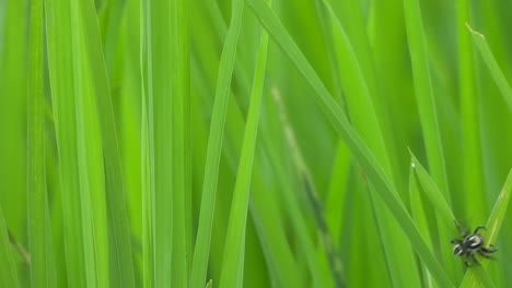 spider playing on green grass