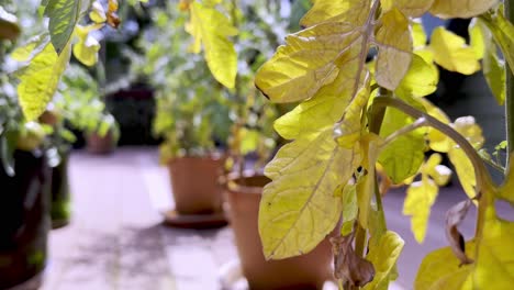 Hojas-Amarillas-En-La-Planta-De-Tomate,-Enfermedad-Del-Tomate