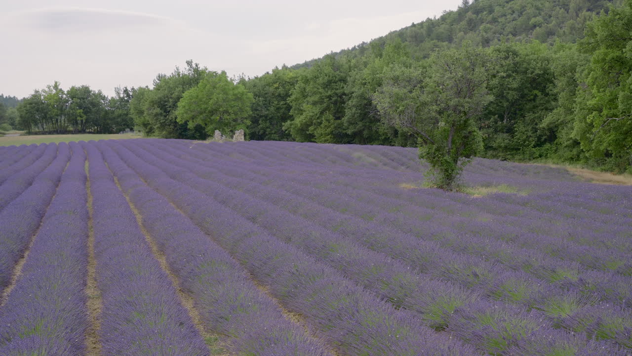 Lavender Fields of Provence