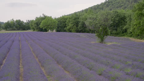 lavender fields of provence