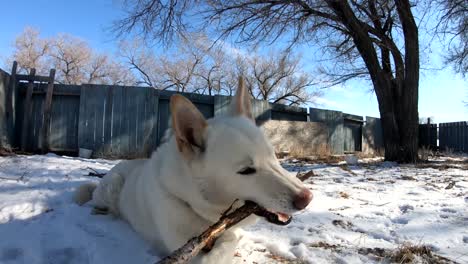 Weißer-Husky-Hund,-Der-Im-Hinterhof-Liegt-Und-Auf-Einem-Ast-Kaut