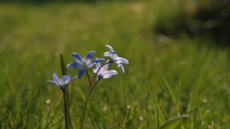 lonely, single flower on grass on sunny day, close up