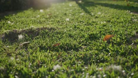 Close-up-view-of-the-grass