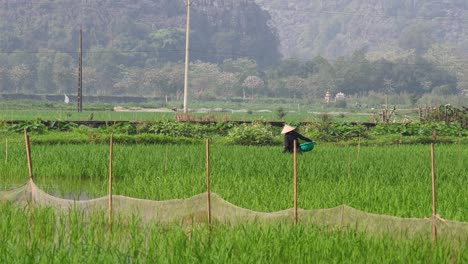farmer working in a lush green rice field