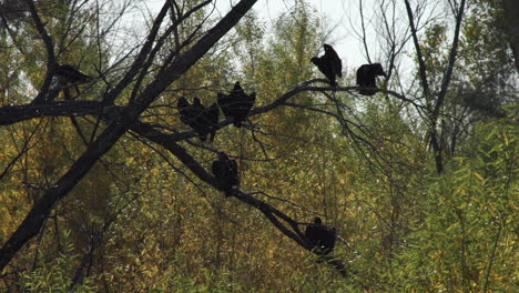 turkey vultures in the delta region of the colorado river, baja california, mexico