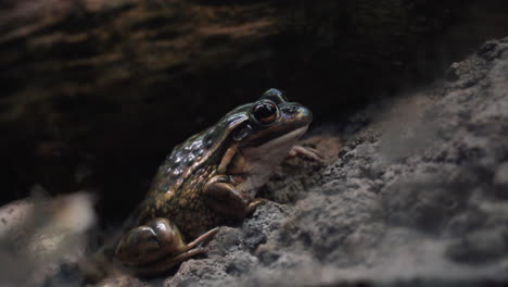 Knurrender-Grasfrosch,-Der-Auf-Dem-Felsen-Sitzt