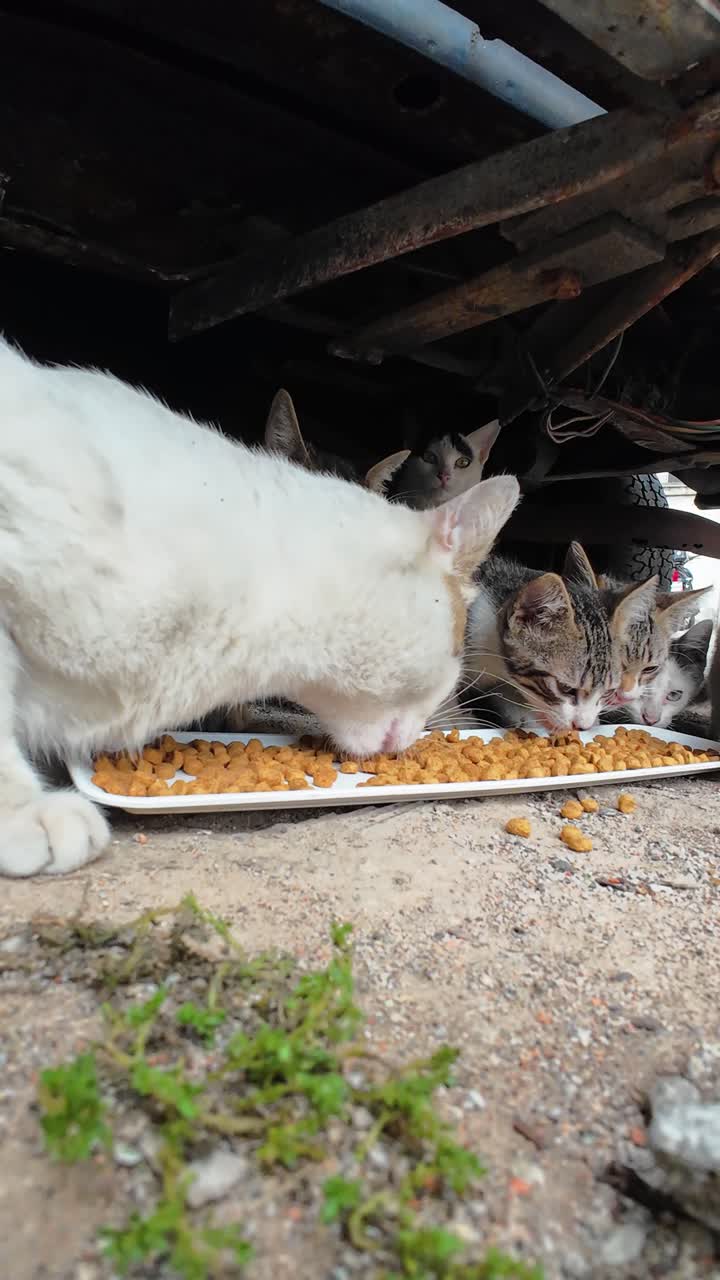 Niedriger WinkelErgreifende Szene einer Gruppe schutzloser, obdachloser Katzen, die fressen und aus dem Schatten eines alten Autochassis verstohlen beobachten