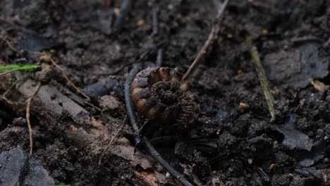 Time-lapse-of-this-individual-while-curled-up-resting-on-the-forest-ground-while-light-and-shadows-play-and-insects-and-bugs-move-around,-Millipede,-Orthomorpha,-Thailand