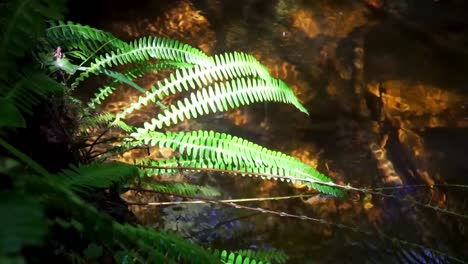 ferns by the creek