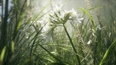 Grass-flower-field-with-soft-sunlight-for-background.