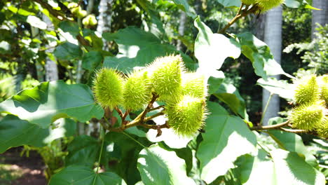 Baum-Von-Achiote--An-Einem-Sonnigen-Tag