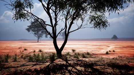 Acacia-tree-in-African-savannah