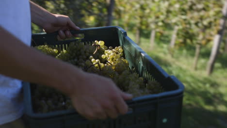 grape harvest