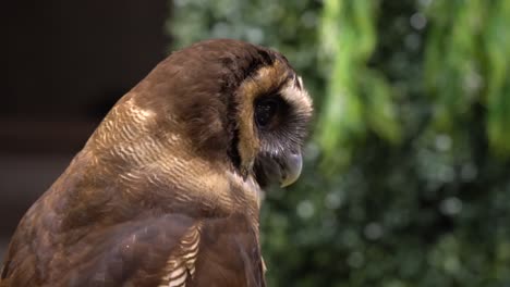 una vista de cerca de un búho girando la cabeza en un zoológico