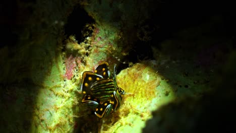 Cyerce-Sp-Nacktschnecke-Schmetterling-Nacktschnecke-Manado-Bucht-Nord-Sulawesi-Indonesien-25fps-4k