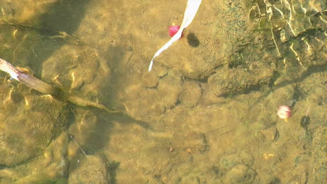 Beeren-Schwimmen-Flussabwärts-Auf-Der-Strömung-Eines-Baches