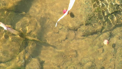 las bayas flotan río abajo en la corriente de un arroyo