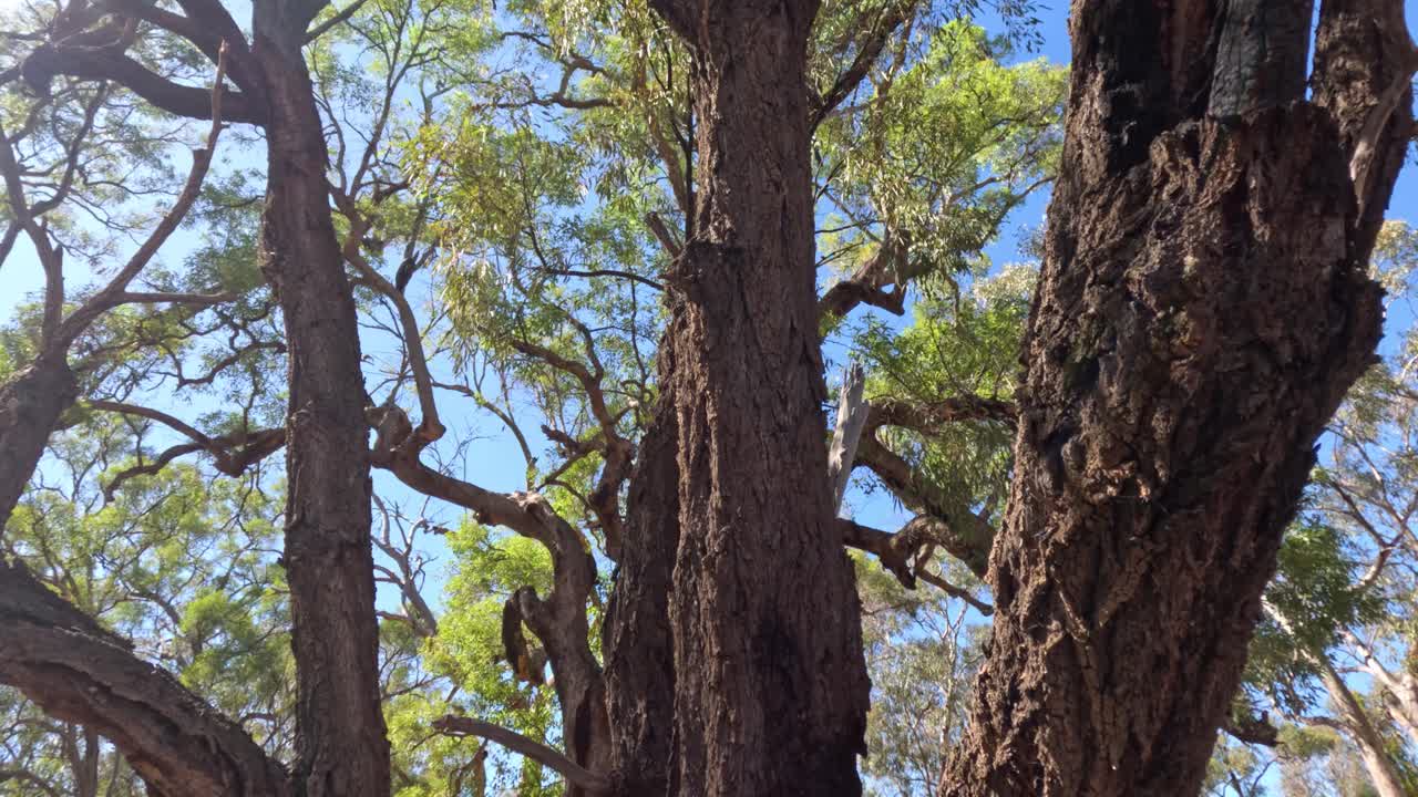 Camera pans up a tree into a sunlit canopy