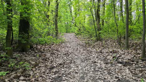 walking green forest during a beautiful summer day with lush greenery, grass, leaves and trees