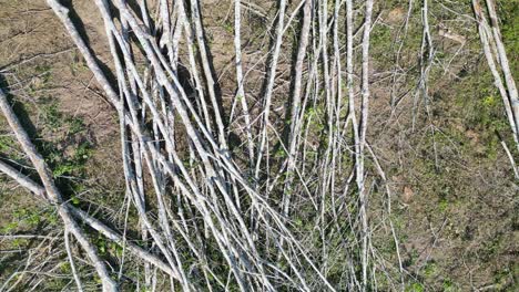 Trees-chopped-down-in-a-deforestation-drive-in-south-Thailand