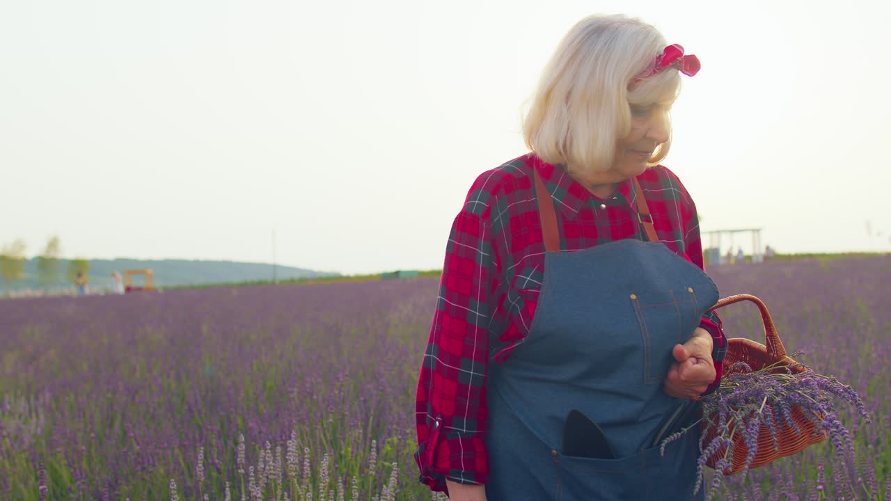 노인 할머니 농부 는 허브 정원 에 있는 바구니 에 라벤더 꽃 을 모으고 엄지손가락 을 올리고 있다