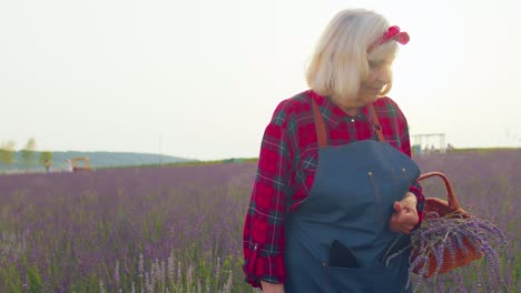 senior old grandmother farmer gathering lavender flowers on basket on herb garden, showing thumbs up