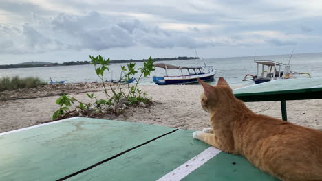 Gato-De-Cola-Corta-Indonesio-Sentado-En-Una-Silla-En-La-Playa-Mirando-Al-Mar