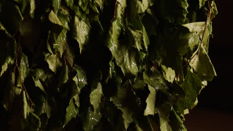 birch leaves for russian banya
