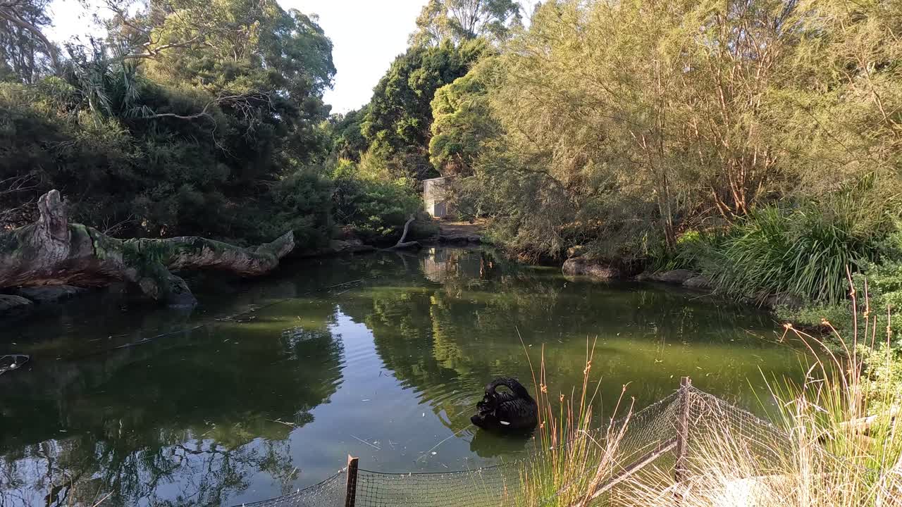 il cigno nero che nuota in uno stagno sereno