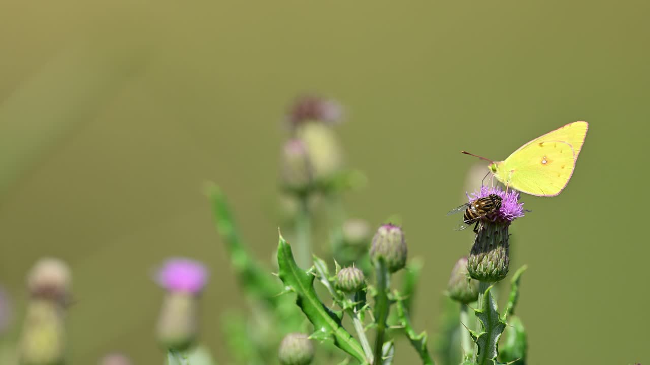 Striking dark clouded butterfly feeding calmly on vivid purple thistle