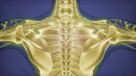 Anatomie-Tomographie-Scan-Des-Menschlichen-Körpers