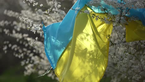 flag-of-ukraine-in-a-flowering-tree-in-the-garden-in-spring.-Ukrainian-patriotic-symbols,-flag-colors.-Independence-and-freedom-concept.