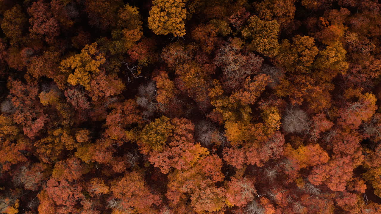 drone de arriba hacia abajo rojo y punzante vibrante naranja amarillo colores de otoño, telón de fondo natural con espacio para el texto