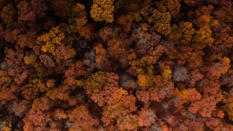 Drone-De-Arriba-Hacia-Abajo-Rojo-Y-Vibrantes-Colores-Otoñales-Amarillo-Anaranjado,-Fondo-Natural-Con-Espacio-Para-Texto