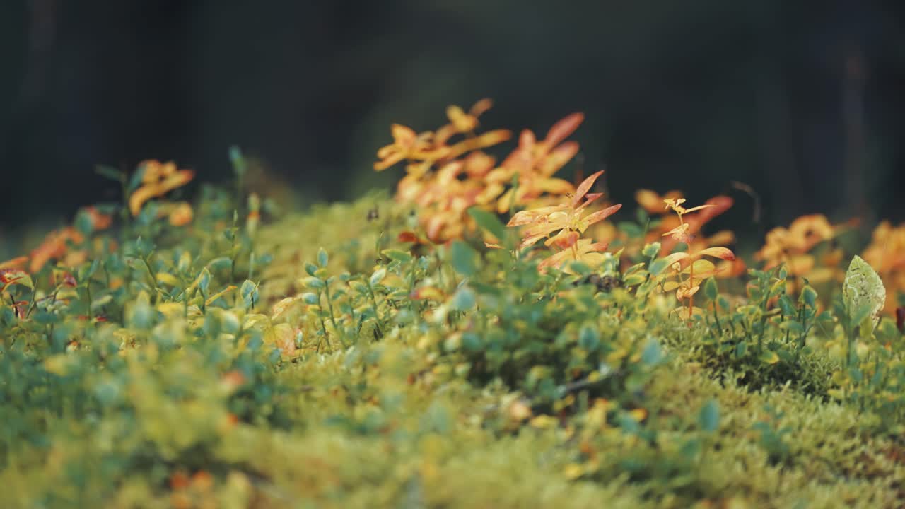 Miniature plants, blueberry shrubs, moss, and lichen in the colourful forest undergrowth in autumn tundra
