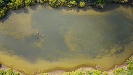 Estanque-Rodeado-De-Bosques-De-Manglares-Y-Bandada-De-Flamencos-En-El-Medio,-Panorámica-De-Arriba-Hacia-Abajo-Con-Drones